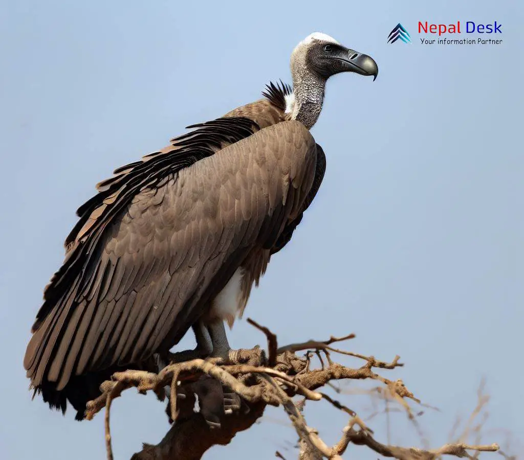 White Rumped Vulture Majestic Sentinel Of The Skies Nepal Desk